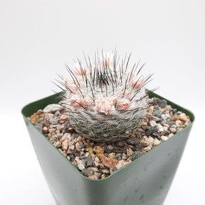 Mammillaria Ritteriana | 3.5 inch | Pale Pink Blooming Flower | Black Thorns | Live Cactus Plant