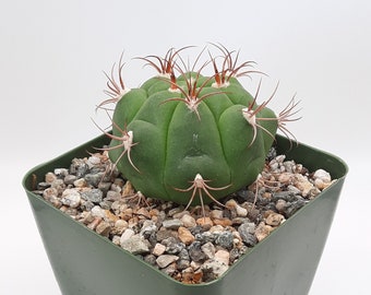 Gymnocalycium Pflanzii V. Marquezii | 3.5 inch | White Blooming Flower | Clustering Cactus | Live Cactus Plant