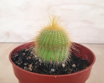 Golden Ball Cactus | 4 inch | Parodia Leninghausii | Cactus In Bloom | Live Cactus Plant