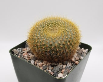 Notocactus Graessneri Flaviflorus | 3.5 inch | Yellow Blooming Flower | Scarlet Ball | Classic Cactus | Live Cactus Plant