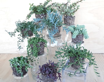 Pequeña planta colgante de inicio para todos los lugares/plantas pequeñas para perchas de macramé/mini plantas colgantes para decoración interior o exterior