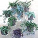 see more listings in the Hanging Plants section