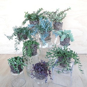 Small Starter Hanging Plant for All Places | Small Plants for Macrame Plant Hangers | Mini Trailing Hanging Plants for Head Planters |
