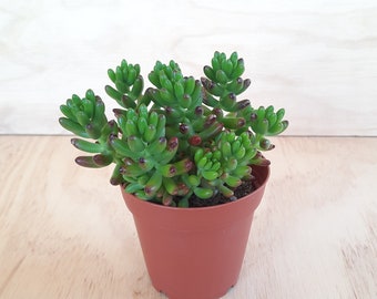 Jelly Bean Plant | 4 inch | Sedum Rubrotinctum | Colorful Succulent