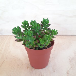 Jelly Bean Plant | 4 inch | Sedum Rubrotinctum | Colorful Succulent