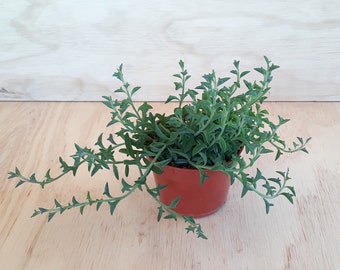 Small Rare String of Dolphins | 4 inch | Senecio Peregrinus | House Plant | Starter Hanging Plant | Rare Hanging Plant