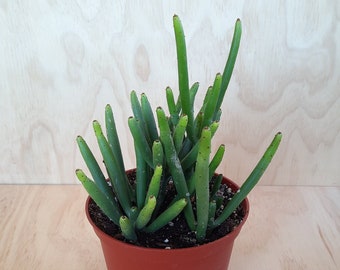 Euphorbia Leucadendron | 6 inch | Euphorbias | Spineless Succulent | Garden | Succulent Shrub