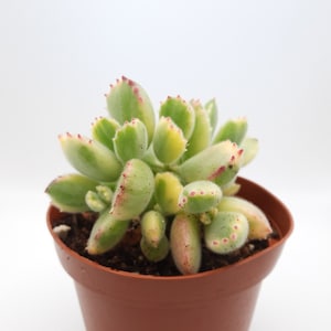 Variegated Bear's Paw | 4 inch | Cotyledon Tomentosa | Live Succulent Plant | Indoor Plant | House Plant