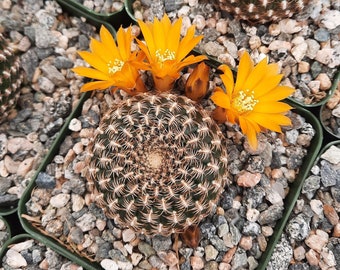 Sulcorebutia Arenacea | 3.5 inch | Rebutia Arenacea | Yellow Orange Blooming Flower | Symmetrical Cactus | Arenaceous Crown Cactus