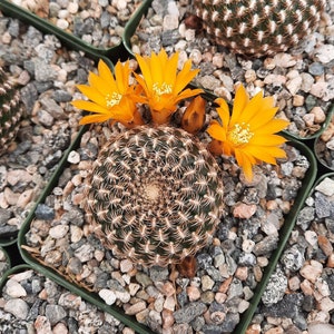 Sulcorebutia Arenacea | 3.5 inch | Rebutia Arenacea | Yellow Orange Blooming Flower | Symmetrical Cactus | Arenaceous Crown Cactus