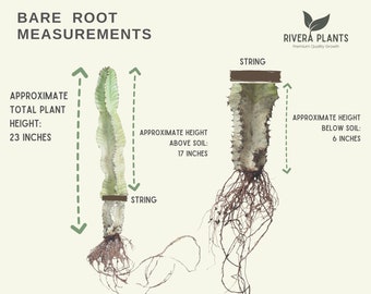 Euphorbia Ammak | Bare Root | Desert Cactus | Tree-Like Plants | Structural Plant Beauty | Architectural Cactus | Minimalist Indoor Plants