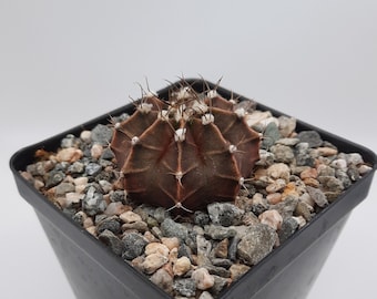 Gymnocalycium Friedrichii | 3.5 inch | Grafted Moon Cactus Pink | Blooming Cactus