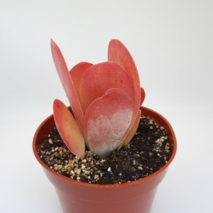 Kalanchoe Thyrsiflora 4 inch Paddle Plant Succulent image 1