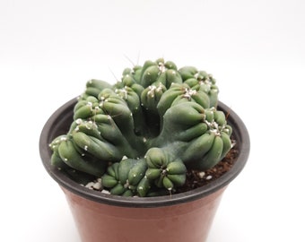 Cereus Forbesii Monstrose 'Ming Thing' | 4 inch | Sculptural Cactus | Monster Plant | Cluster Cactus | Live Cactus Plant