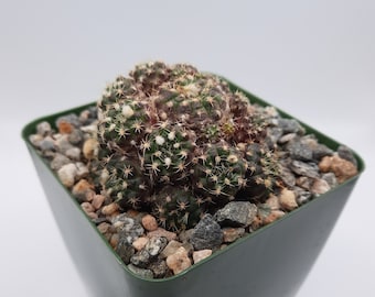 Frailea Buenekeri | 3.5 inch | Blooming Cactus