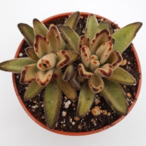Kalanchoe Tomentosa &#39;Chocolate Soldier&#39;s&#39; | 4 inch | Live Succulent Plant | Indoor Plant | House Plant