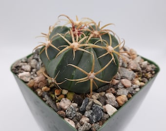 Ferocactus Macrodiscus | 3.5 inch | Blooming Cactus