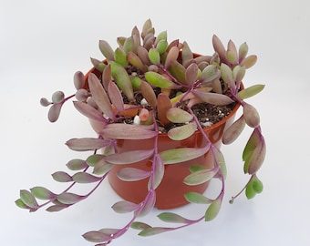 Othonna Capensis | 4 inch | Ruby Necklace | Live Hanging Plant | Succulents | Garden | Indoor Plants