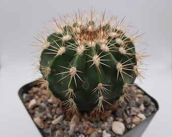 Melocactus Guitartii | 3.5 inch | Pink Blooming Flower | Melocactus Curvispinus | Live Cactus Plant