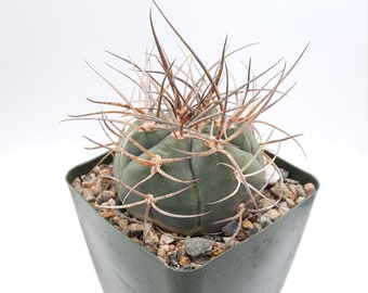 Gymnocalycium Cardenasianum | 3.5 inch | Curved Twisted Spines | Pink Blooming Flower | Coville's Barrel Cactus | Slow Growing Cactus