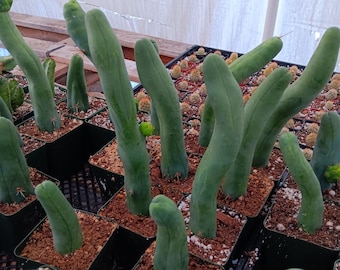 Rare Penis Cactus | 2 inches to 9 inches long | Bare Root | Live Cactus Plant