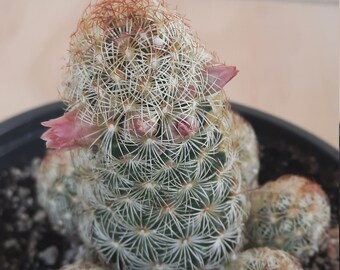 Mammillaria Elongata 'Ladyfinger Cactus'  | 4 inch | Gold Lace Cactus | Mammillaria Collection | Cactus In Bloom | Live Cactus Plant