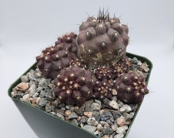 Copiapoa Leonensis | 3.5 inch