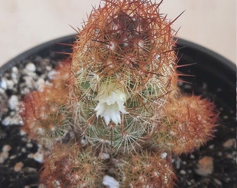 Mammillaria Elongata 'Copper King' | 4 inch | Fire Mammillaria Collection | Cactus In Bloom | Live Cactus Plant