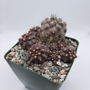 Copiapoa Leonensis / 3.5 pulgadas imagen 1