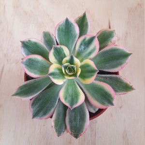 Small Aeonium Sunburst | 4 inch | Aeonium Collection | Live Succulent Plant