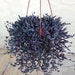 see more listings in the Hanging Plants section