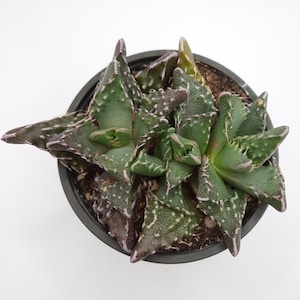 Faucaria Tigrina 'Tiger's Jaw' | 4 inch | Live Plant | Succulents | Garden Plants | Indoor Plants