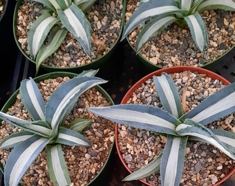 Agave Americana 'Mediopicta Alba' | 6 inch | Variegated Agave | White Striped Agave | Popular Agave for Home Landscape