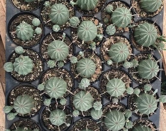 Euphorbia Obesa Hybrid | 4 inch | Baseball Plant