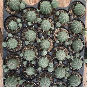 Euphorbia Obesa Hybrid | 4 inch | Baseball Plant