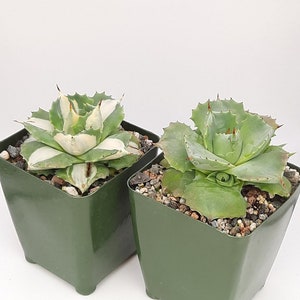 Agave Isthmensis  | Agave Isthmensis &#39;Ohi Raijin Shiro Nakafu&#39; | 3.5 inch  | Miniature Agaves