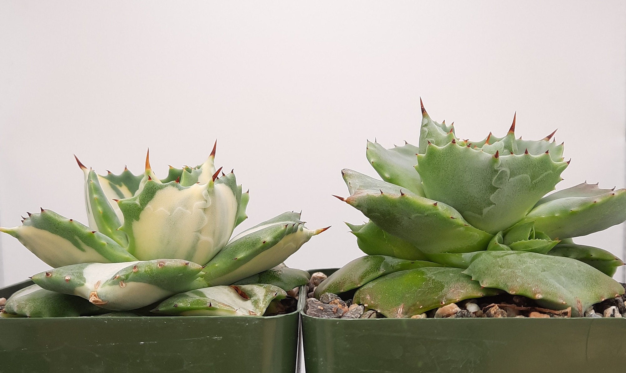 Agave Isthmensis | Agave Isthmensis 'Ohi Raijin Shiro Nakafu Agave Isthmensis | Agave Isthmensis 'Ohi Raijin Shiro Nakafu