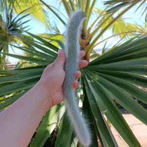 Cutting Monkey Tail Cactus | Unrooted Monkey Tail | Plants for Head Planters | Hildewintera Colademononis | Long White Hairy Monkey Tail