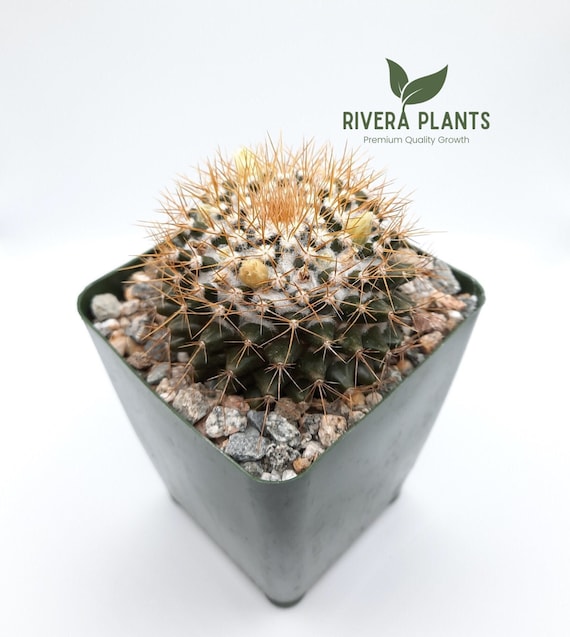 monstera pflanze gro Monstera 'Devil Monster' XXL