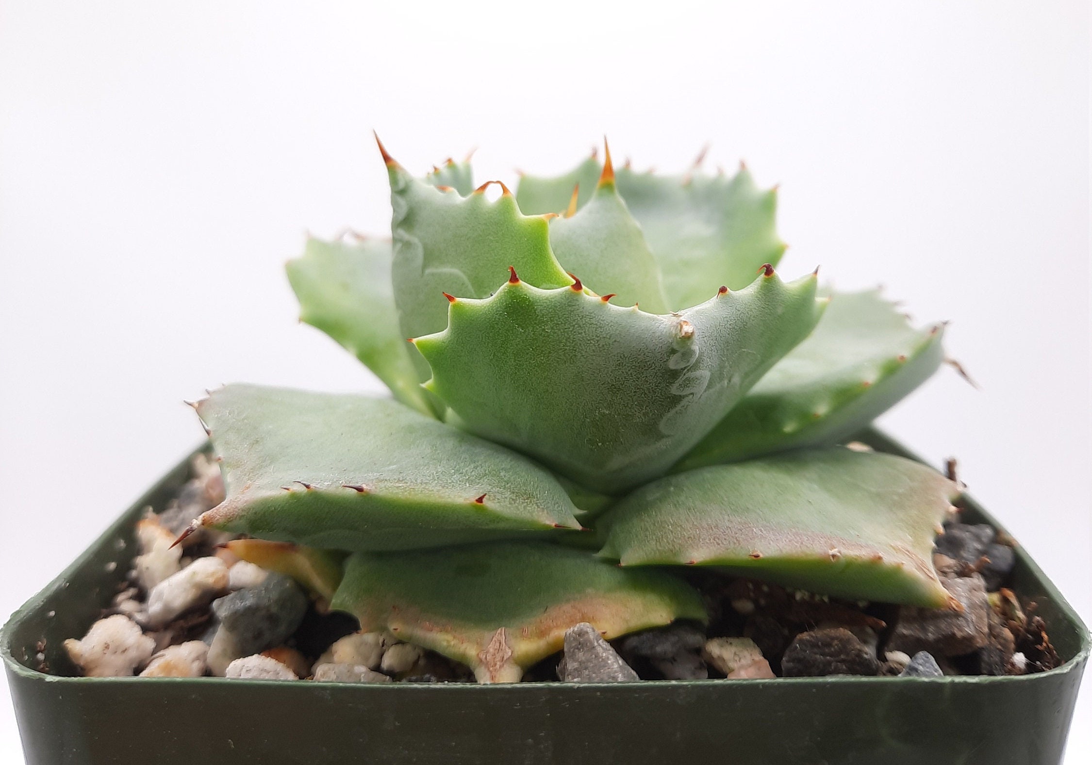 Agave Isthmensis | Agave Isthmensis 'Ohi Raijin Shiro Nakafu Agave Isthmensis | Agave Isthmensis 'Ohi Raijin Shiro Nakafu