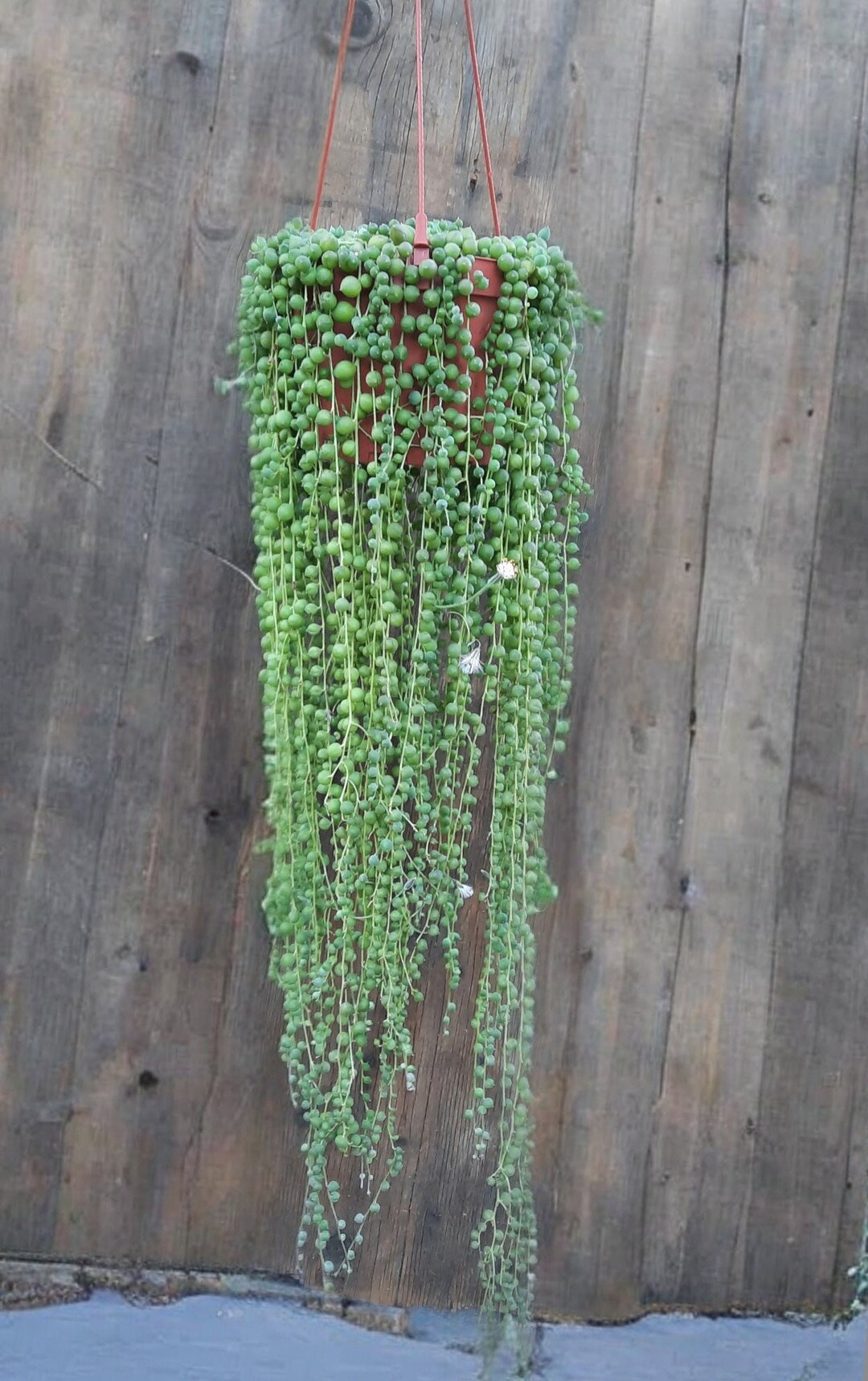 Long String of Pearls 6 Inch Etsy