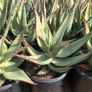 Bare Root Aloe Ferox | Single-Stemmed Aloe | Minimalist Accent Aloes | Rock Garden Drought Tolerant Plants | Huge Blooming Aloes