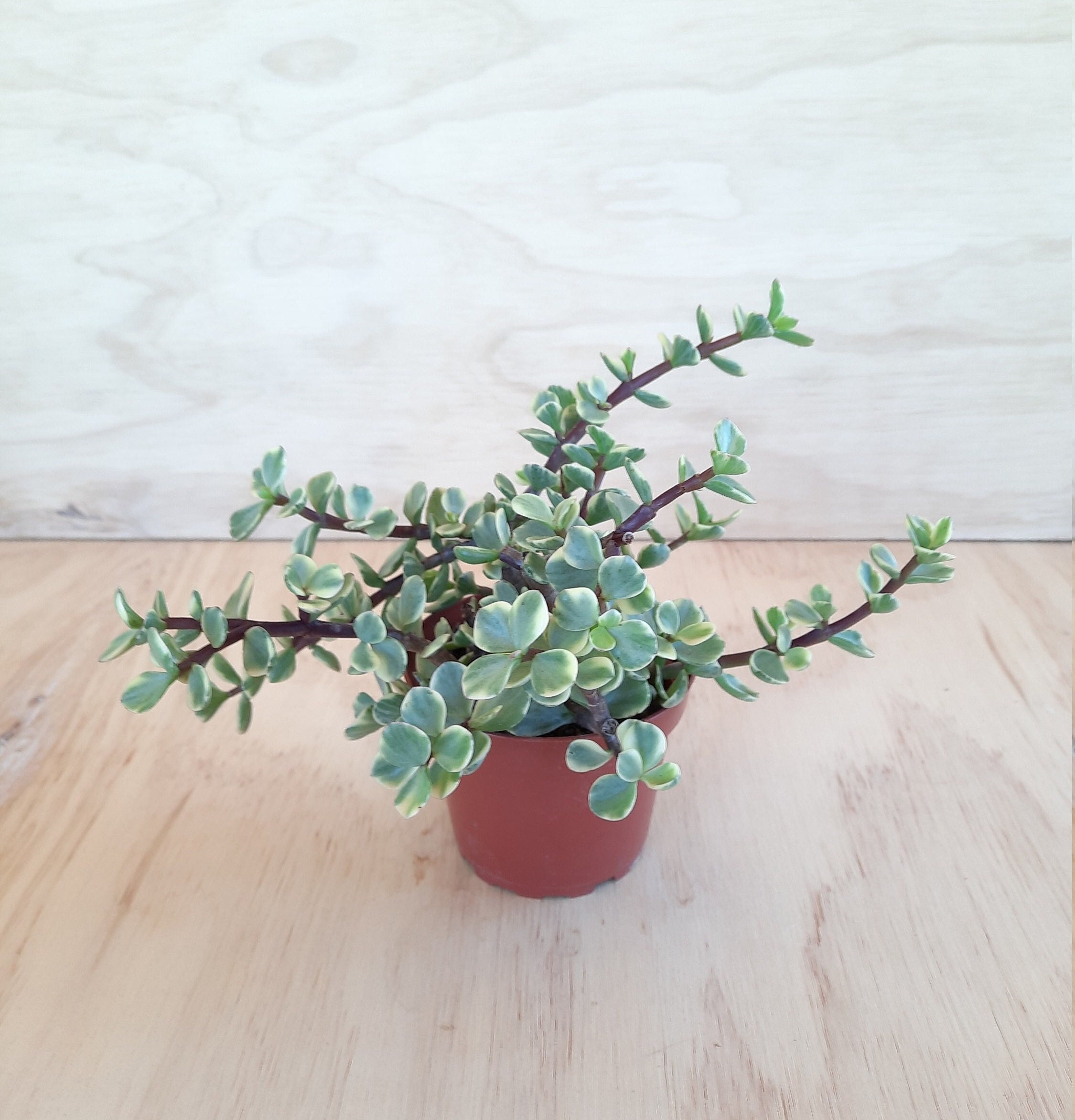 Petit buisson d’éléphant panaché traînant | 4 pouces | Portulacaria Afra Prostrata | | Rainbow Bush Petite | de plantes suspendues Plante suspendue de démarrage