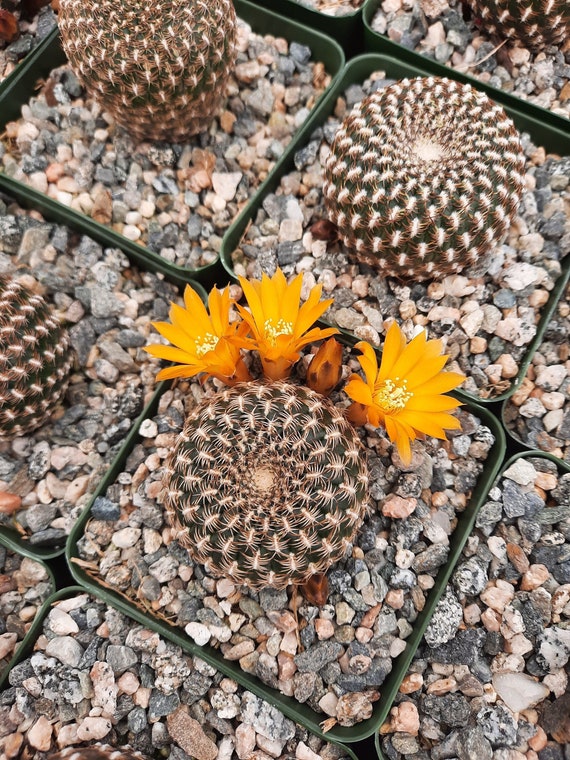 Sulcorebutia Arenacea | 3.5 Inch | Rebutia Arenacea | Yellow Orange  Blooming Flower | Symmetrical Cactus | Arenaceous Crown Cactus - Etsy