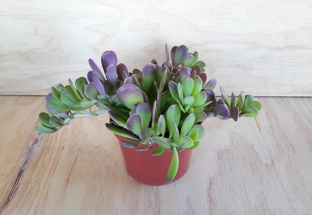bulk mini succulent plants Buy Wholesale Potted Mini Succulents Variety Pack in Bulk main image 1