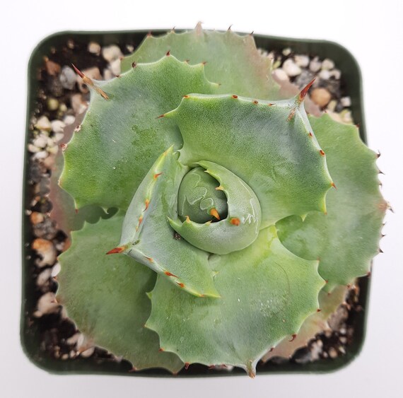 Agave Isthmensis | 3.5 Inch | Miniature Agave | Terrarium Rare Plants |  Live Agave Plant - Etsy