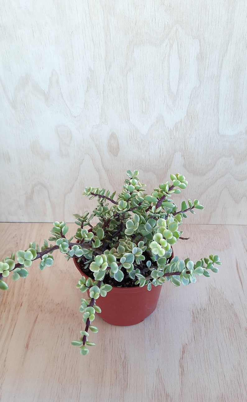 RiveraPlants Elephant Bush