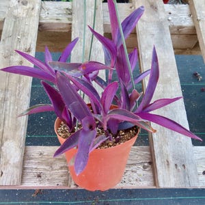 May include: A potted purple heart plant with vibrant, lance-shaped leaves. The plant is in a terracotta-colored pot, suspended by green strings. The background features a wooden pallet.
