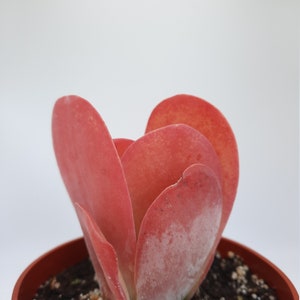 Kalanchoe Thyrsiflora 4 inch Paddle Plant Succulent image 2