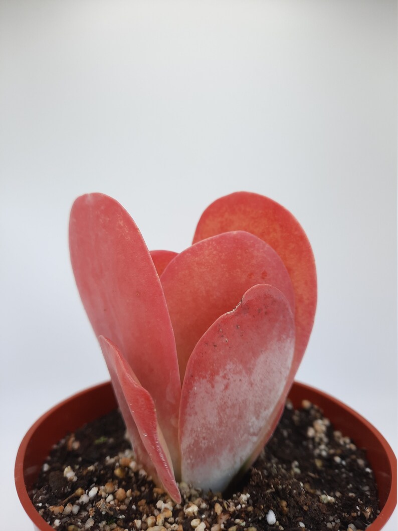 Kalanchoe Thyrsiflora 4 inch Paddle Plant Succulent image 2